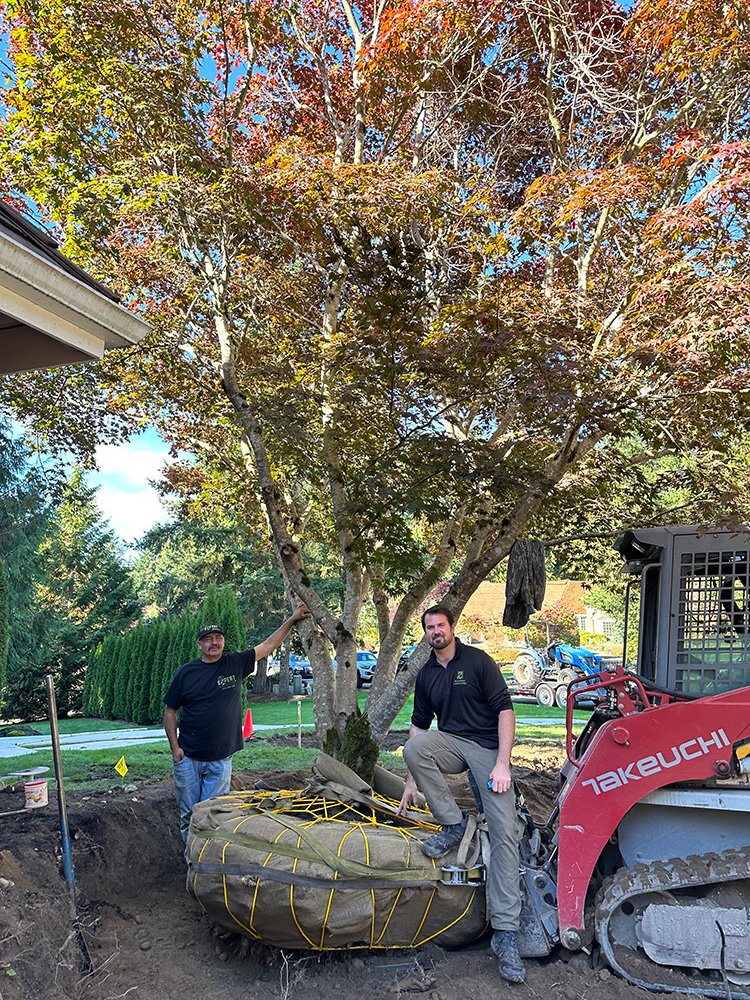 Relocating a tree
