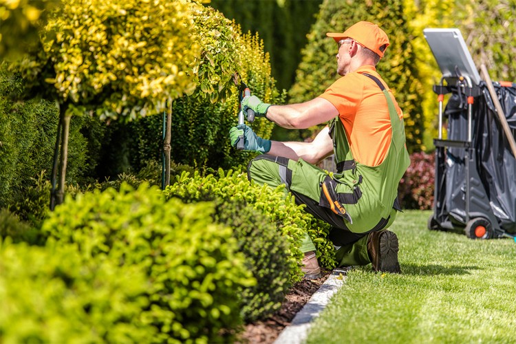 Schedule Landscaping Maintenance