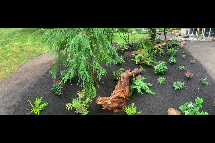 Landscape Renovation