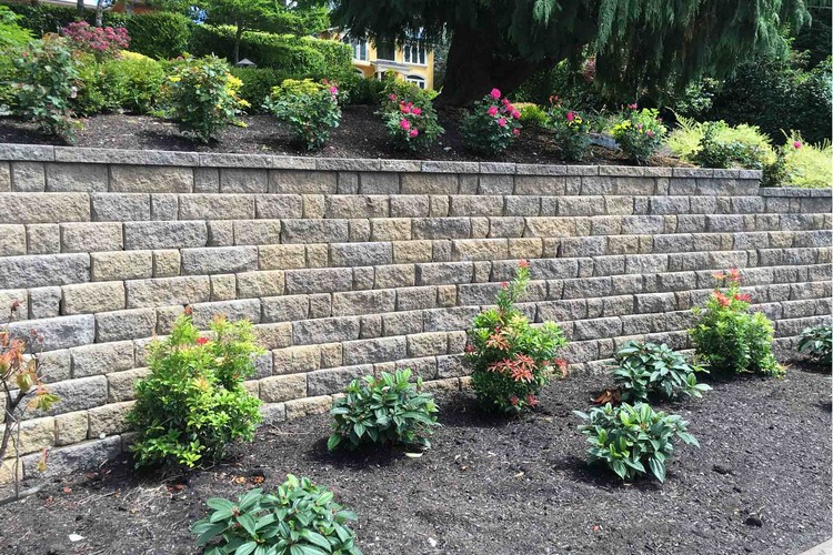 Garden with Small Shrubs