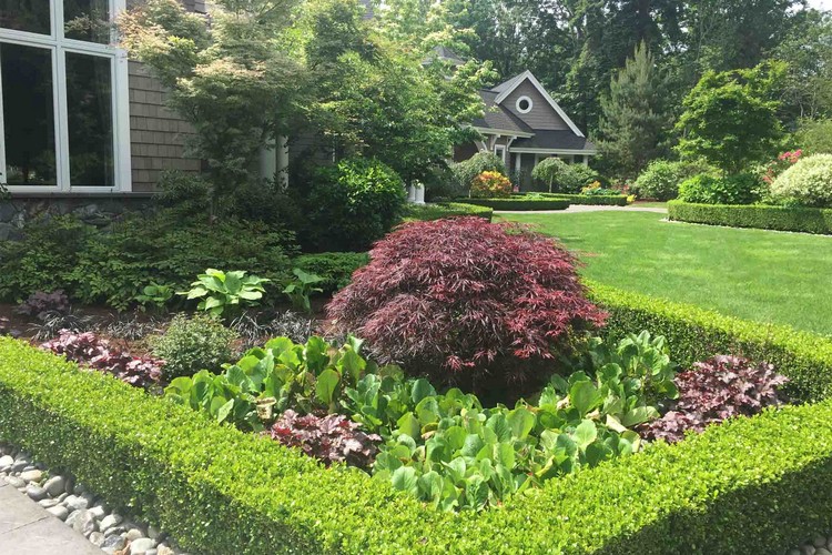 Front Yard Low Hedges