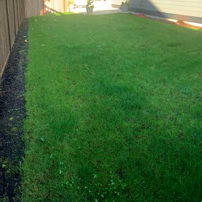 SERVICES_BACK_LawnRenovation.jpg