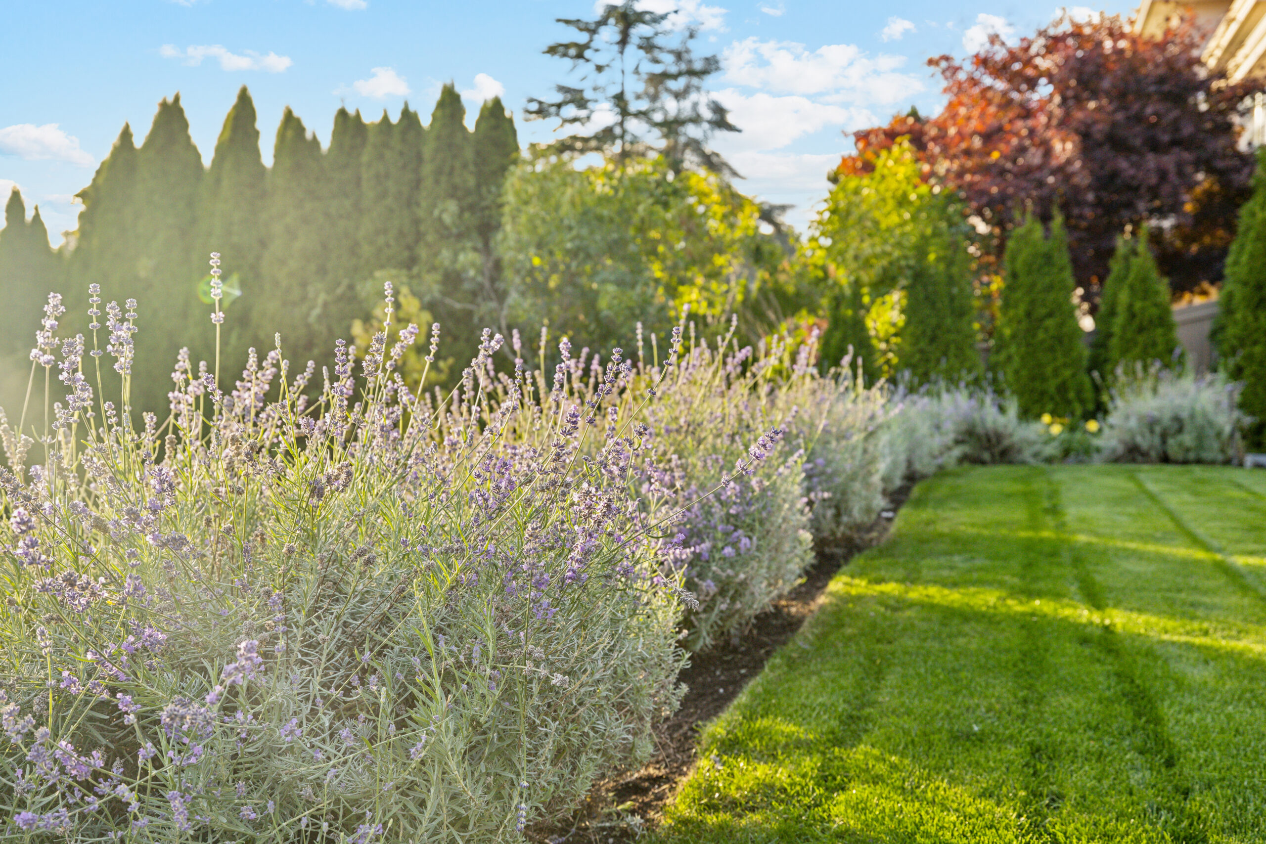 What to Plant in the PNW in July
